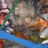Guardians of the Green Pulse - Image 6
